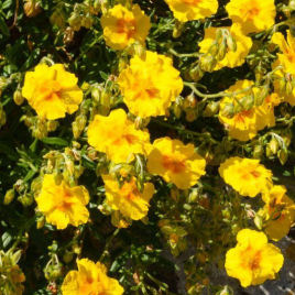 Helianthemum amarillo